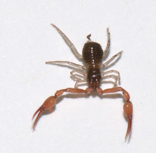 Neobisium sp.