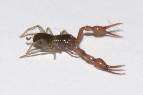 Neobisium sp.