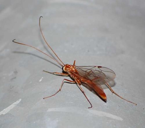 Ophion sp.
