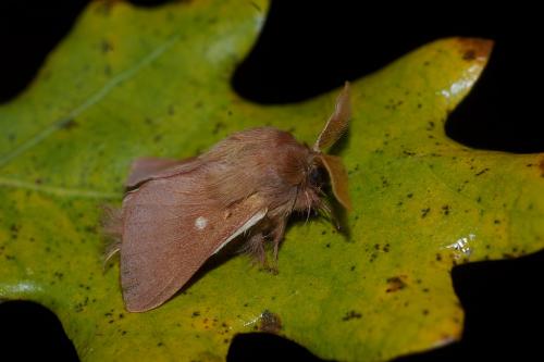 Eriogaster rimicola