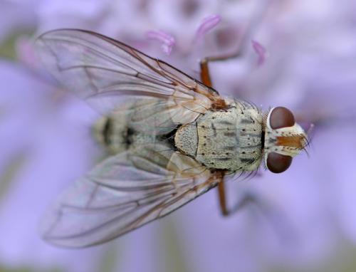 Réf. 39 895 : Prosena siberita