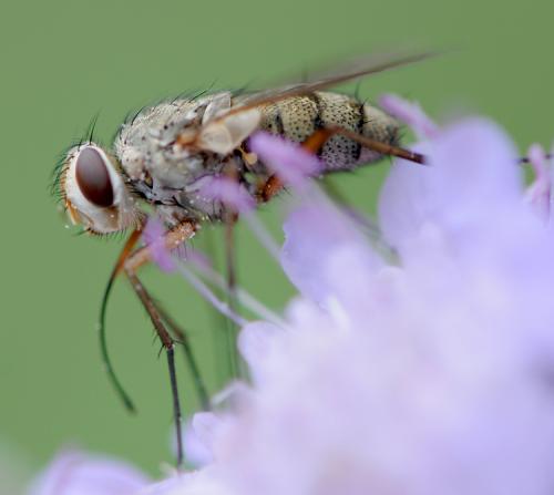 Prosena siberita