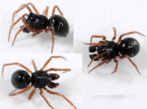 Réf. 39 000 : Cnephalocotes obscurus