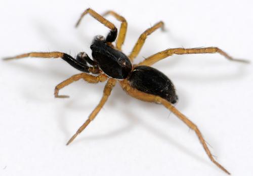 Réf. 39 234 : Aulonia albimana