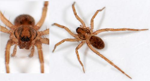 Réf. 39 202 : Agroeca sp.