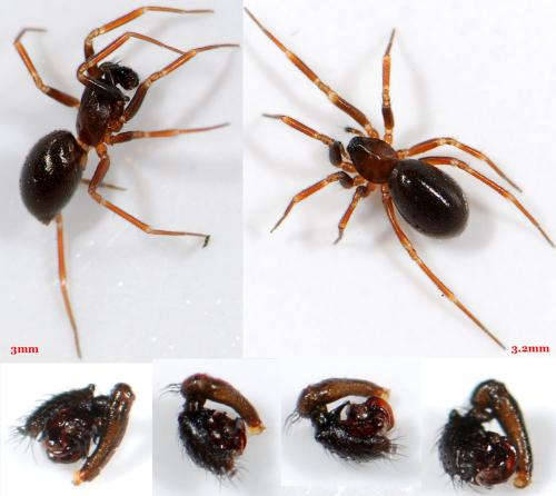 Microneta viaria