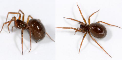 Centromerus sp.