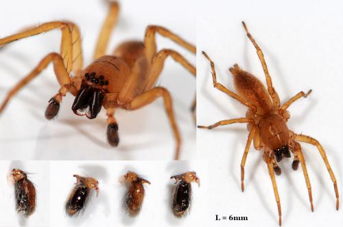 Réf. 39 517 : Clubiona terrestris