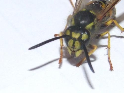 Vespula vulgaris