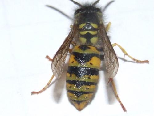 Vespula vulgaris