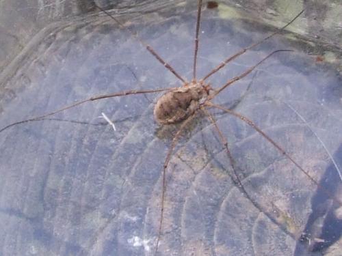 Phalangium opilio
