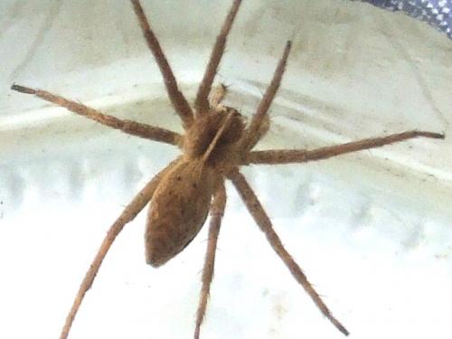 Pisaura mirabilis