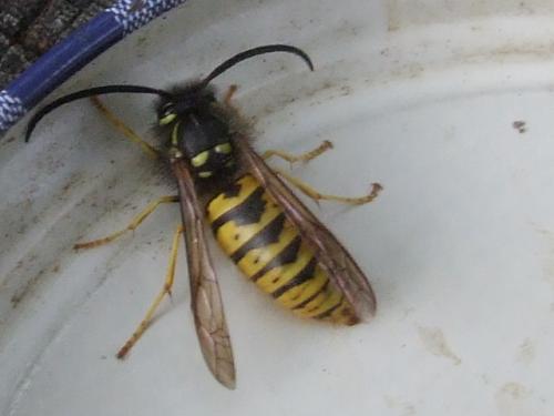 Vespula germanica