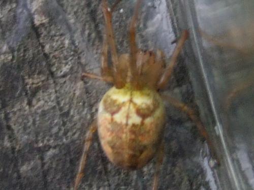 Metellina sp.