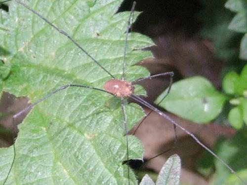 Leiobunum sp.