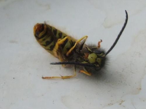 Vespula germanica
