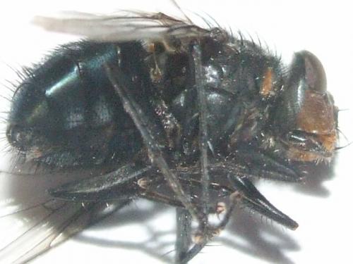 Calliphora vicina