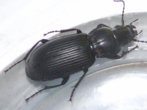 Pterostichus melanarius