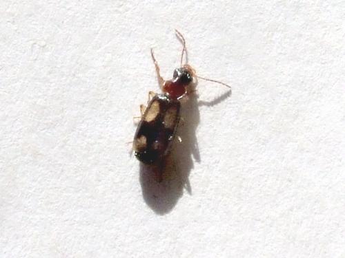 Réf. 39 547 : Dromius quadrimaculatus