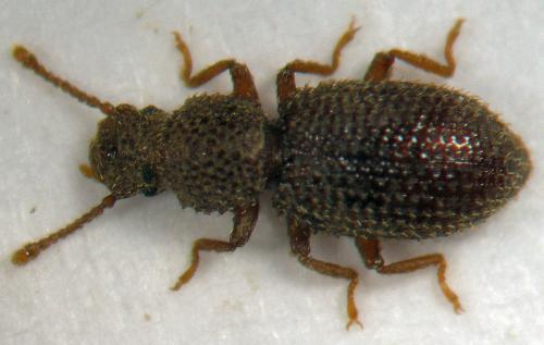 Diodesma denticincta