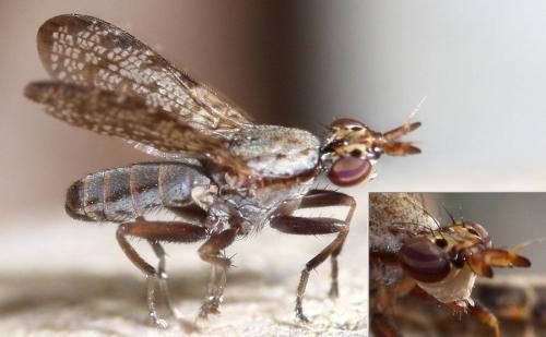 Euthycera alaris