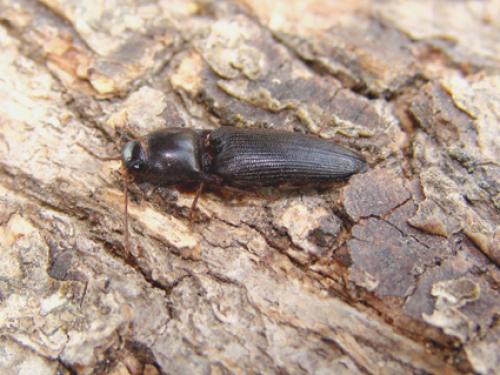 Ectamenogonus montandoni