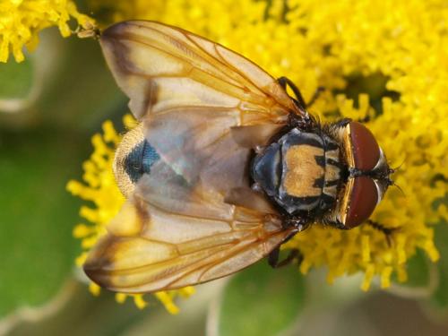 Réf. 39 884 : Phasia aurigera