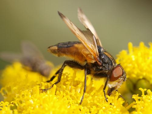 Réf. 39 885 : Phasia aurigera