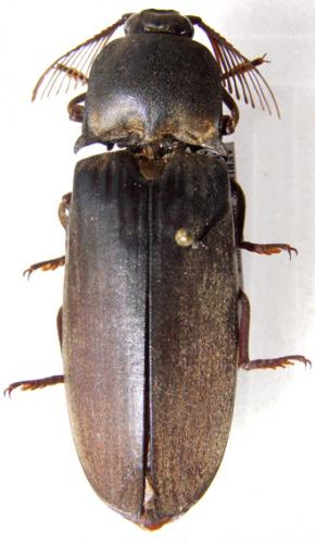 Tetralobus flabellicornis