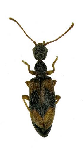 Endomia occipitalis