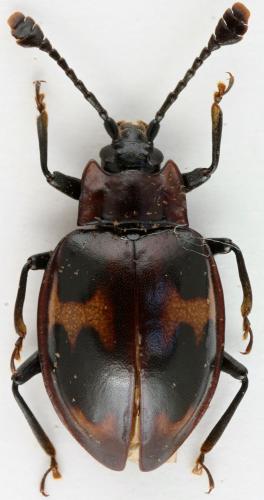 Trycherus sp.