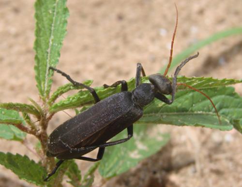 Psalydolytta castaneipennis