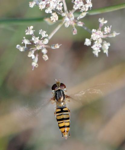 Episyrphus balteatus