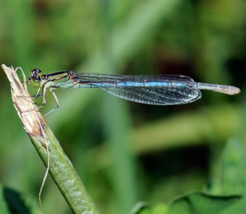 Erythromma lindenii