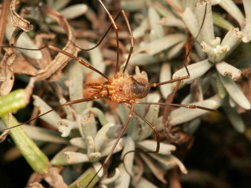 Phalangium opilio