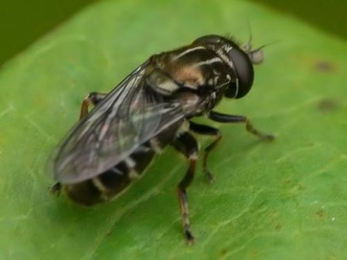 Réf. 39 854 : Eumerus funeralis