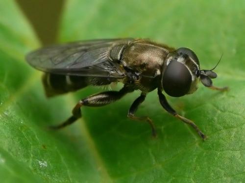 Réf. 39 855 : Eumerus funeralis