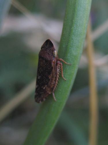 Aphrodes carinatus
