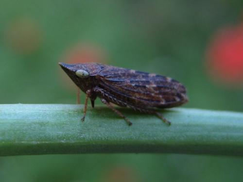 Aphrodes carinatus