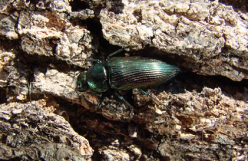 Réf. 39 941 : Eurythyrea quercus