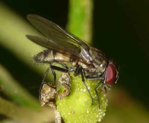 Fannia canicularis