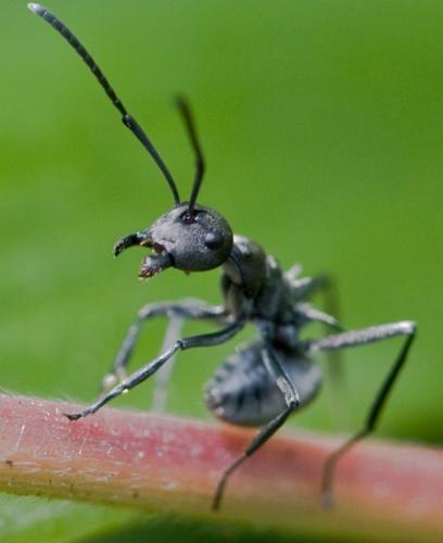 Polyrhachis dives
