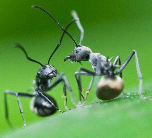 Polyrhachis dives