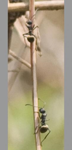 Polyrhachis dives