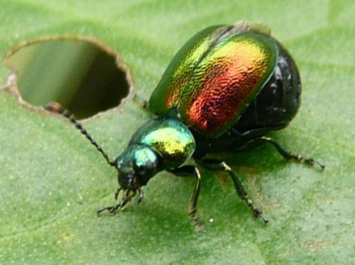 Gastrophysa viridula