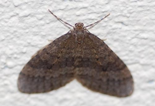 Operophtera brumata