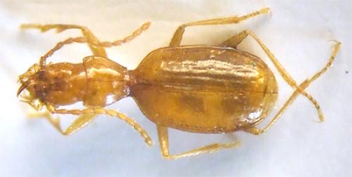 Réf. 39 998 : Geotrechus trophonius