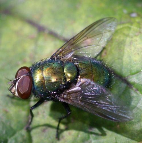 Lucilia sp.
