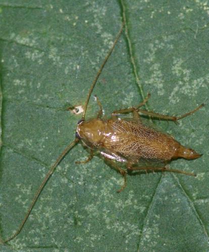 Planuncus vinzi