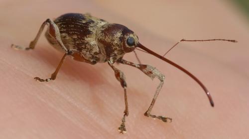 Curculio elephas